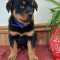 Rottweiler puppies
