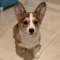 AKC Pembroke welsh corgi puppies