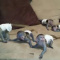 Squirrel monkeys,Capuchin monkeys,Spider monkeys,chimpanzees and