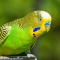 Budgies - Green Best gift for this valentines day.