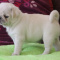 Beautiful pug puppies for sale, Cheap pug puppies for sale near