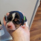 Purebred Pocket Beagle Puppies For Sale
