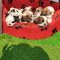 Shih Tzu Puppies Available and Ready to Go