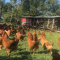 Free Range Chicken Eggs