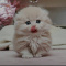 Munchkin kittens Los Angeles