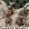 Amazing Sphynx kittens for searching for new homes.