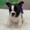 Excellent Frenchie Bulldog puppy.