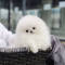 Cute teacup Pomeranian puppy male