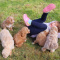 !!!Cavapoo puppies for adoption!!!