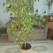 Plant tree