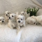 Maltese Puppies