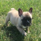 French Bulldog Puppies