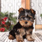 Gorgeous Tiny Yorkie Puppies For Adoption