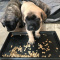 Rex,Tracy E-mastiff babies