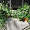 Plants: (2) Faux Plants in Clay Pots