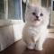 ragdoll kittens