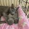 russian blue kittens for sale