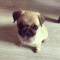 Pug Puppies For Sale