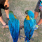 African grey and macaw parrots available for sale
