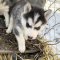 Husky puppy