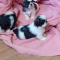 beautiful shihtzu babies available