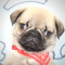 Ashby- Toy Pug Puppy
