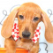 Dax - Dachshund Puppy