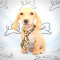 Dashiell - Dachshund Puppy