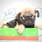 Arlo- Toy Pug Puppy