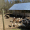 50-60 laying hens