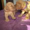 Puppies for sale!