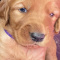 Irish Golden puppies for sale