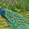 ISO Peacocks / Peahens