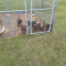 Puppies for sale