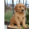 Golden Retriever puppies available