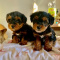 AKC Stunning teacup yorkie puppies Available