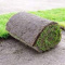 Providing Lawns in Tauranga