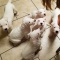Excellent Dogo Argentino Puppies For Sale