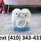 Exceptional tiny t-cup pomeranian puppies for sale.