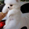 Pomeranian puppies available for free