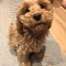 10 weeks old cockapoo puppies ,