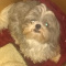 Shihtzu Puppies Waiting List