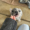 French bulldog puppies for sale