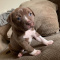 Pit Bull Puppies Available