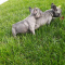 Adorable French Bulldog Puppies For Sale
