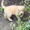 adorables cachorros de golden retriever
