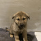 Husky x Akita
