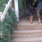 German and Czech Blood Lines Puppies Due Soon Waiting LIST