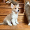 Adorable Welsh Pembroke Corgi Puppies