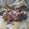 Tica reg. sphynx Kittens For Sale